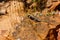 Lizard sunning on rock