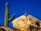 Lizard Sunning on Rock with Saguaro
