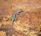 Lizard sunning on rock, Scleroporus undulatus