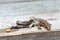 Lizard without tail in the process of molting on a wooden background