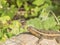 Lizard taking a sun bath,Ometepe Island.