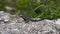 Lizard taking sun on rock. Green nature in the background