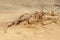 Lizard toadhead agama in the sand dunes in the evening.