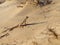 Lizard Toadhead agama in the sand dunes and long shadow in the evening.