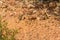 Lizard in the trail in Santiago do Cacem