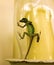 A lizard trapped in a glass candle shade