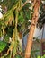 Lizard on a tree. India