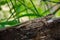 A lizard on a tree trunk against blurred background in a sunny forest morning.