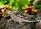 Lizard tuatara