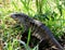 Lizard Tupinambis teguixin looking for food