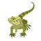 Lizard vector illustration style flat front