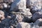 Lizard on the volcanic rocks in Vesuvio National Park