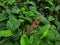 Lizard waiting for pray in greeny leafs