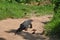 Lizard walks through the village in Sri Lanka