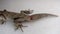 Lizard will cut its tail . kotschy`s gecko mediodactylus kotschyi, cyrtodactylus kotschyi close up gecko amazing camouflage anim
