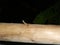 Lizard on wood trunk in forest and jungle at night