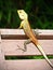 Lizard on a wooden chair