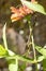 Lizard on zinnia flower