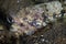 Lizardfish Feeding on Blenny in Indonesia