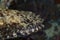 Lizardfish Synodus variegatus