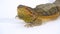 Lizards Bearded agama or Pogona vitticeps isolated at white background in studio. Extreme Close Up