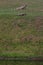 Lizards on grass in Costa Rica