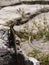 Lizards hiding on the ruins of Ancient Messini, Greece