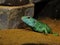 Lizards live in a terrarium. sand lizard
