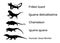 Lizards reptile set symbols. Frilled lizard symbol. Pet iguana silhouette. Chameleon shape shadow. Komodo dragon vector silhouette