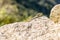 A lizzard at Machu Picchu, Cusco, Peru.