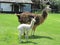 Llama adult and young at African wildlife sanctuary