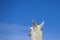 Llama against a blue clear sky in Bolivia