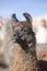 Llama against a blue clear sky in Bolivia