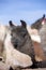 Llama against a blue clear sky in Bolivia