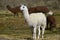 Llama and Alpaca on the Altiplano of Northern Chile