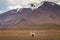 LLama alpaca in Bolivia altiplano near Chilean atacama border, South America