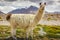 LLama alpaca in Bolivia altiplano near Chilean atacama border, South America