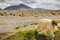 LLama alpaca in Bolivia altiplano near Chilean atacama border, South America