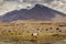 LLama alpaca in Bolivia altiplano near Chilean atacama border, South America