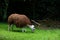 Llama, alpaca eats green grass at the zoo outdoors. Animals in the aviary