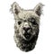 Llama or Alpaca head funny expression of the muzzle with raised ears and displaced jaw and malocclusion