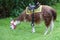 Llama or Alpaca with a saddle feeding on a grassy meadow