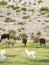 Llama & Alpacas, Peru