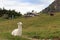 Llama and alpine hut