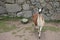 Llama at ancient ruins of Machu Picchu in Peru South America