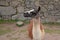 Llama at ancient ruins of Machu Picchu in Peru South America