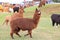 Llama animals on farm