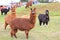 Llama animals on farm