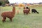 Llama animals on farm