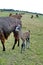 Llama baby and mother at Cochasqui